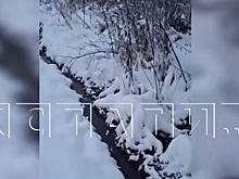 Нижегородцы заявили о новом экологическом ЧП в Богородске