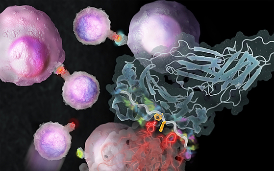 Отредактированные иммунные клетки выжили и размножились в опухолях