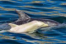 EST: 48% китообразных в британских водах поражены запрещенными загрязнителями