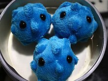 «Хорошие» бактерии помогут в борьбе с больничными инфекциями