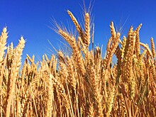 Минсельхоз: дефицита пшеницы для производства хлеба не будет