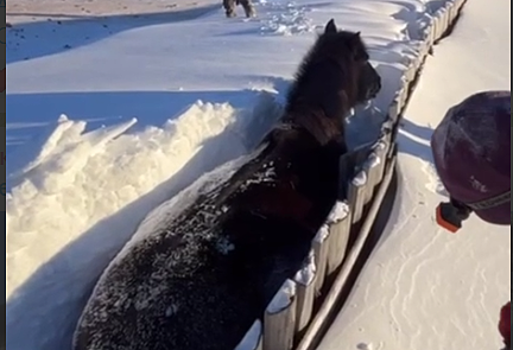 Появилось видео спасения «утонувшей» в снегу лошади