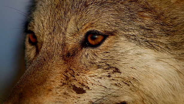 В Приамурье волк напал на четырех мужчин