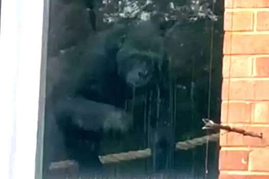 В Англии семью горилл нашли запертой в заброшенном зоопарке