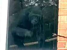 В Англии семью горилл нашли запертой в заброшенном зоопарке