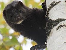 Заповедник подвел итоги изучения флоры и фауны МГОКа