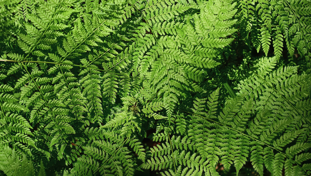 В папоротнике найдены редкоземельные металлы