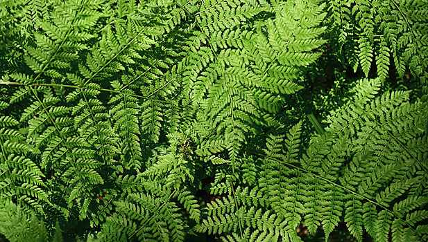 В папоротнике найдены редкоземельные металлы