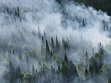 В Амурской области введен режим ЧС в лесах трех районов
