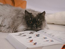 Могут ли животные читать?