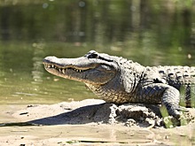 Мужчина подрался с аллигатором на крыльце своего дома