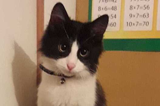 Уплывший Матроскин вернулся в команду