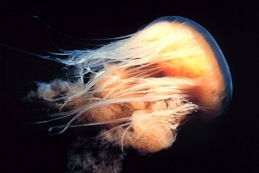 Как выглядит самая большая медуза в мире