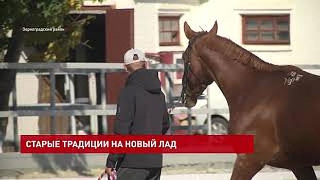 Мероприятие с французским акцентом прошло на конезаводе им. 1-й Конной Армии в Зерноградском районе