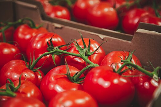 В Подмосковье уничтожили 9 тонн зараженных томатов из Туркменистана