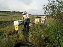 Пчеловод в Подмосковье пожаловался на объевшегося медом медведя