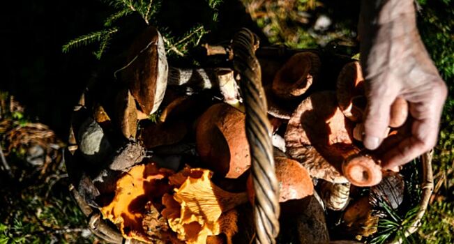 Врач Подкорытова: грибы, выросшие у дороги, могут быть опасны