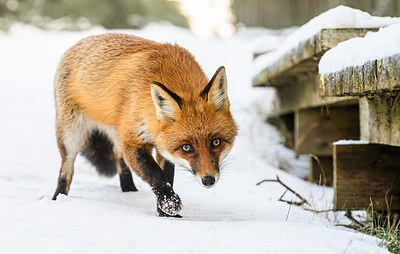 В Москве лисы стали чаще выходить к горожанам