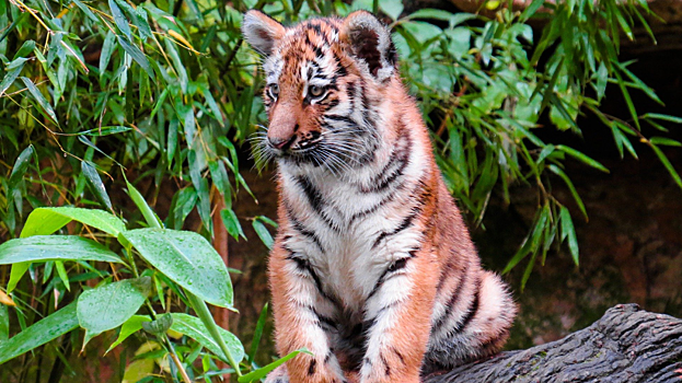 В Энгельсе у местного жителя изъяли тигра