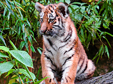 В Энгельсе у местного жителя изъяли тигра