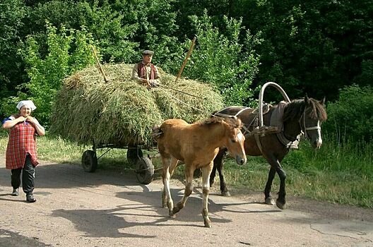 Депутат Кашин рассказал, зачем нужны правила разведения и содержания лошадей