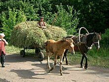 Депутат Кашин рассказал, зачем нужны правила разведения и содержания лошадей