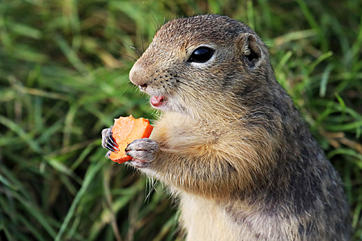 Ученые обнаружили в Сибири новый вид уникальных сусликов
