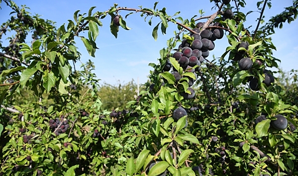 В Волгоградской области на 8% увеличили объемы сборов плодов и ягод