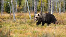 Медвежонок напугал жителей села в Новосибирской области