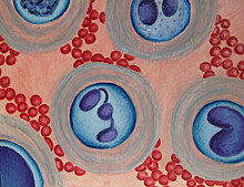 Биохимики смогли защитить лейкоциты при химиотерапии