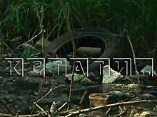 Нижегородцы снова бьют тревогу из-за загрязнения реки Борзовки