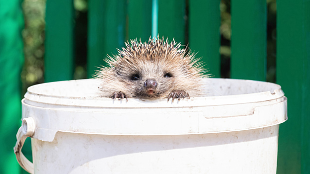 Убежище из мусора: почему ежи начали строить гнёзда из пластика и фольги