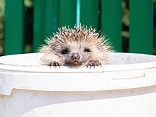 Убежище из мусора: почему ежи начали строить гнёзда из пластика и фольги