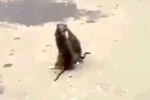 В Подмосковье на видео попал спарринг крыс на парковке