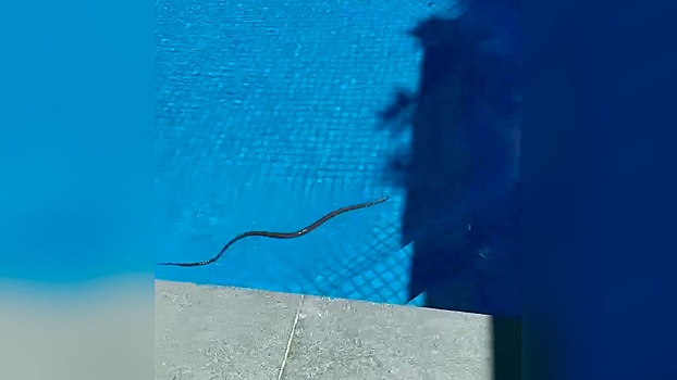Самую ядовитую змею в мире нашли в домашнем бассейне
