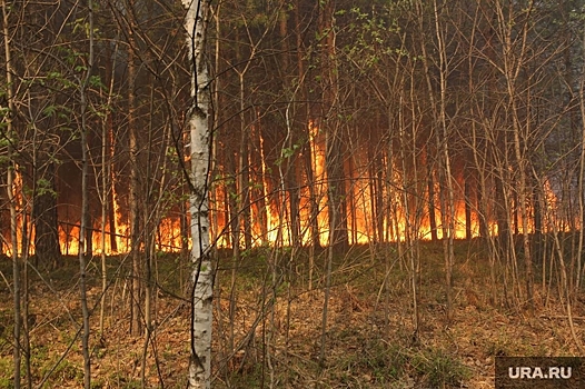 Биолог Харук предупредил об увеличении границ лесных пожаров в России
