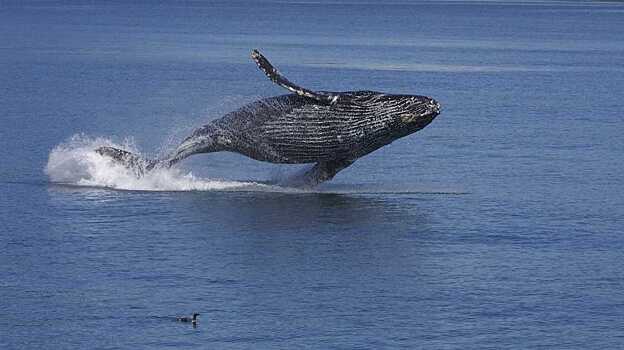 У горбатых китов нашли культурную эволюцию