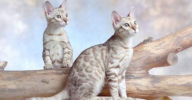 Бенгал: интересные факты о роскошном питомце, который состоит в родстве с хищником