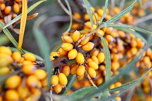 В Роспотребнадзоре назвали десять полезных ягод сентября