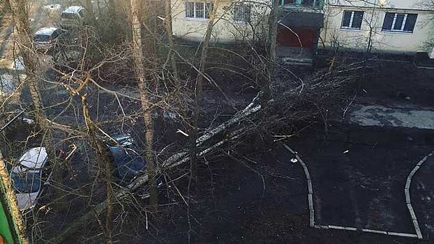 Воронежцы поделились фото последствий сильного ветра, повалившего деревья
