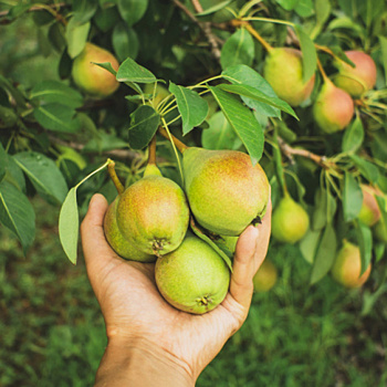 Что не так с грушей: топ-15 наболевших вопросов. Расскажем, как помочь дереву