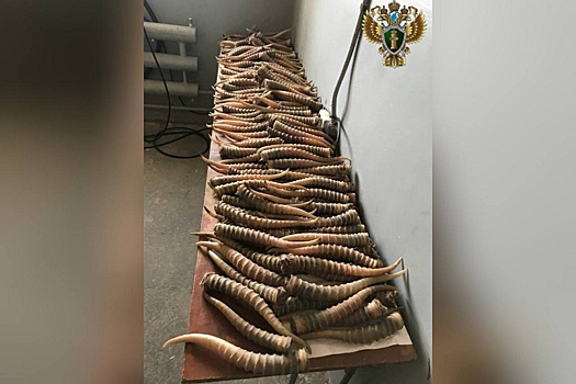 Хабаровчанин пойдет под суд за контрабанду рогов сайгака на 7 миллионов рублей