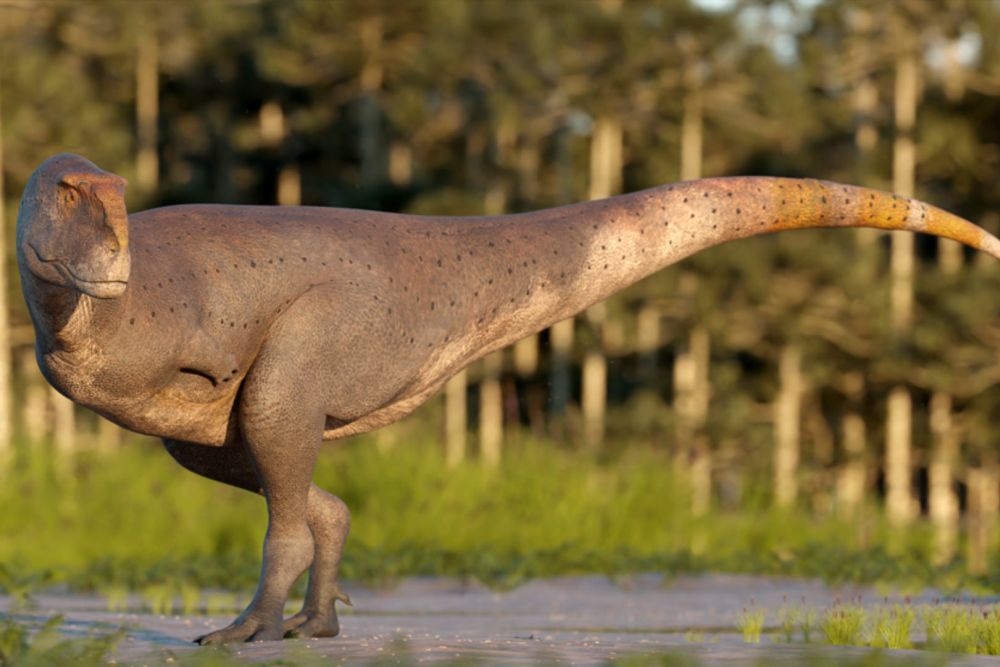 Неизвестный ископаемый динозавр обнаружен в Патагонии