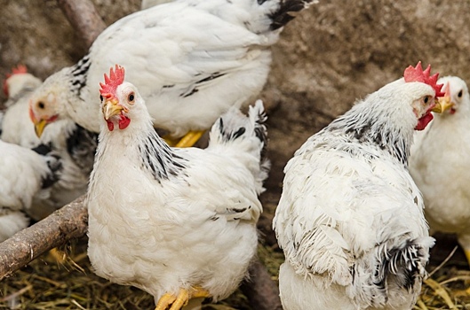 В Сортавальском районе продавали живых куриц без ветеринарных сопроводительных документов