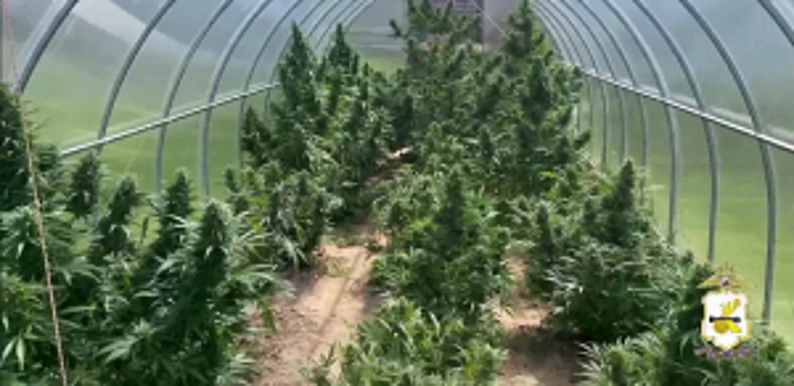 Наркоагроном, вырастивший порядка 35 кг каннабиса на участке родственника, задержан полицией Смоленска