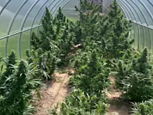 Наркоагроном, вырастивший порядка 35 кг каннабиса на участке родственника, задержан полицией Смоленска