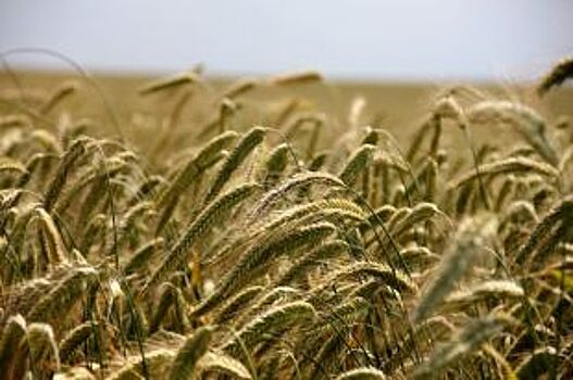 При поддержке РСХБ увеличатся поставки сибирского зерна за рубеж