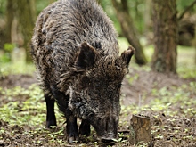 В Британии пара поссорилась с соседями из-за домашнего кабана
