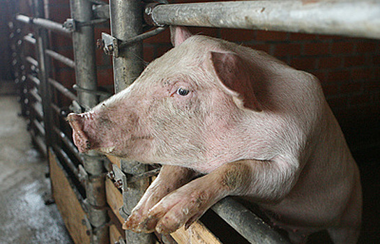 Производитель свинины из США вырастит трансплантаты для человека