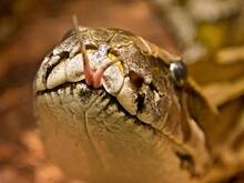 Гигантская змея забралась в больничную палату